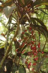 Palo de Agua (Cordyline terminalis) – Exótico, origen: India, Malasia y Polinesia. Foto: Nahuel Valente.