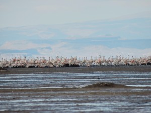 Colonia de Flamenco Austral en Pozuelos. Foto: Oscar Spitznagel