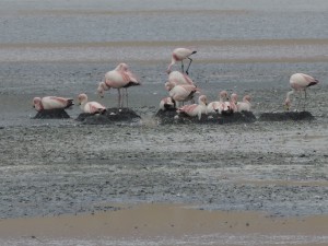 Nidos de Parina Chica en Vilama. Foto: Oscar Spitznagel