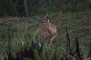 En el Parque Nacional Campos del Tuyú se trabaja por el cuidado del venado de las pampas.