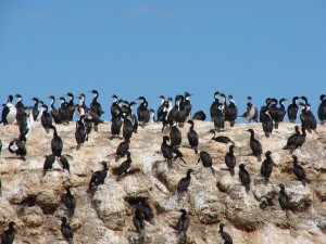 Colonia de Cormorán Imperial. Parque Interjurisdiccional Marino Costero Patagonia Austral.