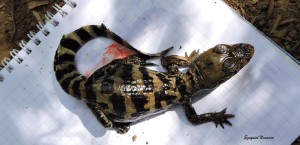 Registran el nacimiento de yacarés en la Reserva Natural Formosa