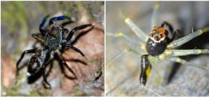 Yacuitella nana (izq.) y Lyssomanes yacui (der.) (Fotos: G. Rubio y J. Baigorria)