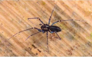 Con 35% de los votos, Ochyrocera diablo es el arácnido del Año 2015 según la División Aracnología del Museo Argentino de Ciencias Naturales. Detalle: grupo de huevos. (Fotos: D. Proud)
