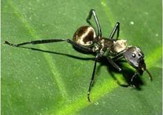 Araña Myrmecotypus iguazu (abajo) y una hormiga Camponotus sericeiventris (arriba) a la cual imita (Fotos: G. Rubio y A. Wild)