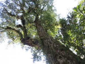 futuro_pn_aconquija_05-Custom