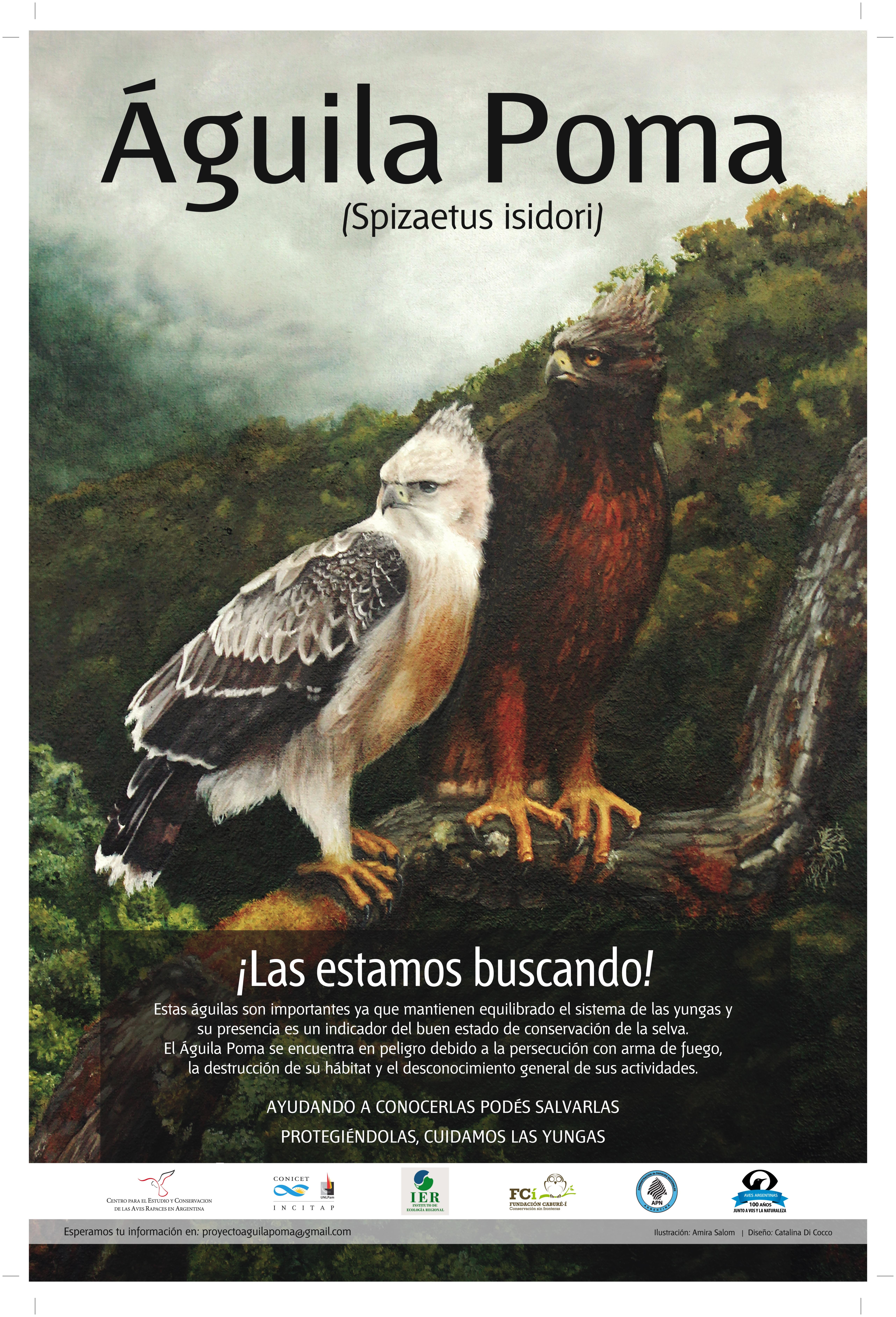 Proyecto de investigación sobre el Águila Poma en Argentina | SIB, Parques  Nacionales, Argentina