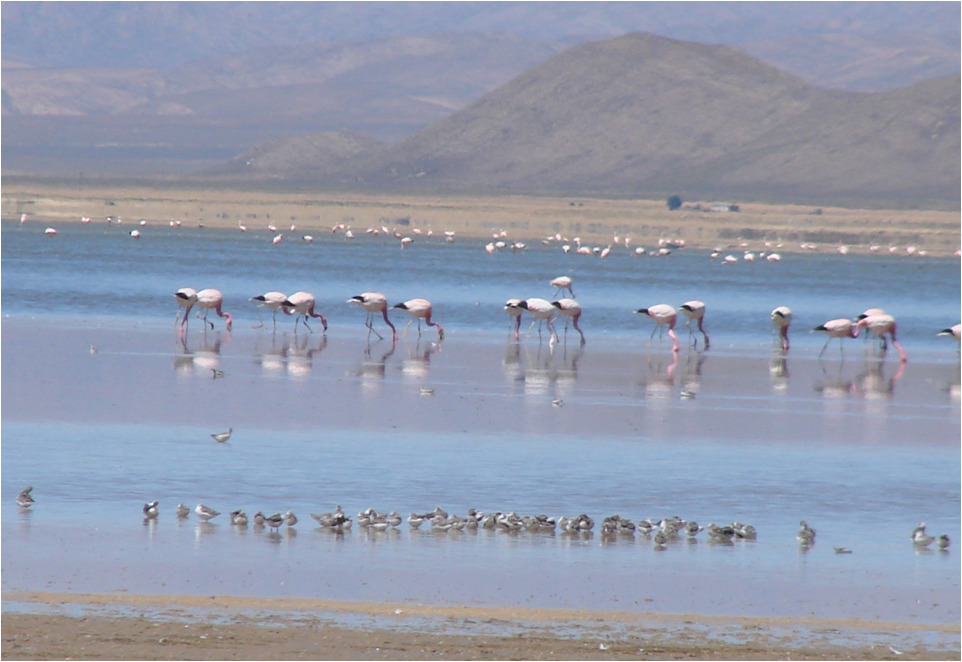 Visor Web del Monitoreo de Aves Acuáticas en el área protegida Laguna de los Pozuelos