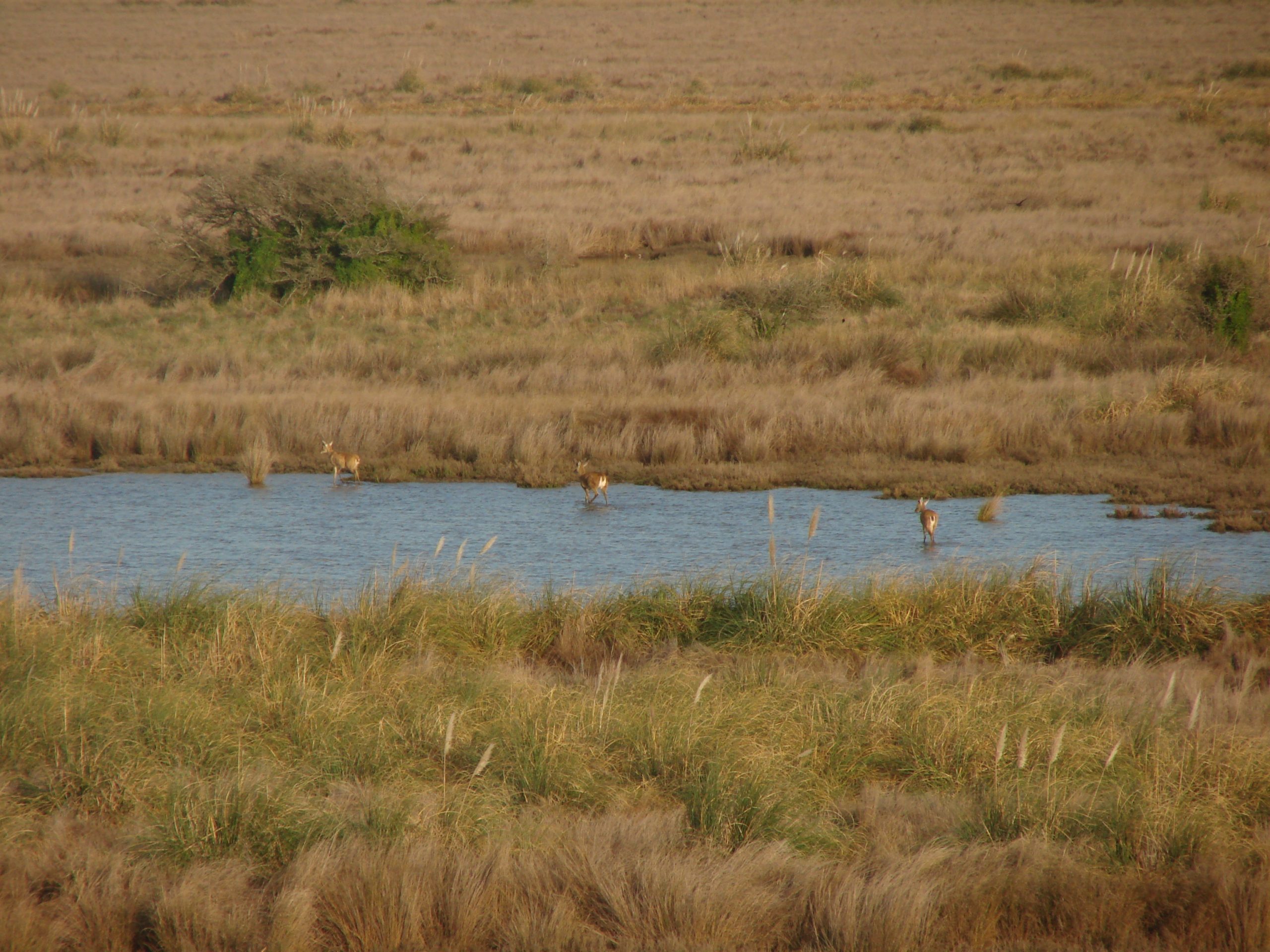 Avances en la implementación de la Zona de Amortiguamiento del Parque Nacional Campos del Tuyú