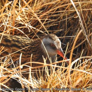 Restauración ecológica: Indicios de recolonización de la gallineta chica (Rallus antarcticus) en el Parque Nacional Bosques Petrificados de Jaramillo