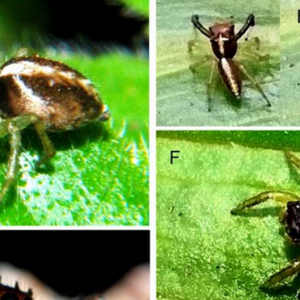 Investigadores describen nueva especie de araña que habita en el Parque Nacional Aconquija