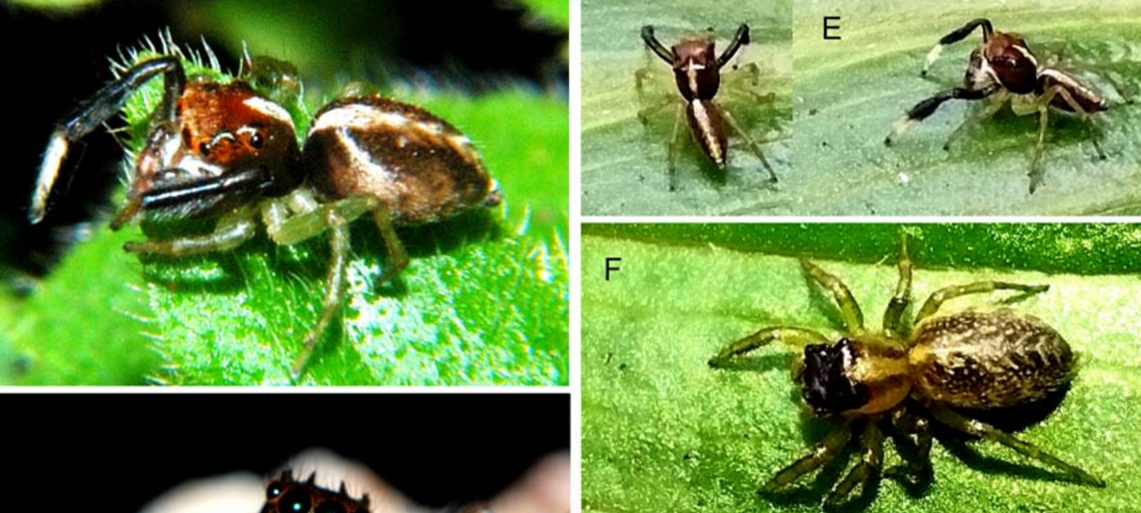 Investigadores describen nueva especie de araña que habita en el Parque Nacional Aconquija