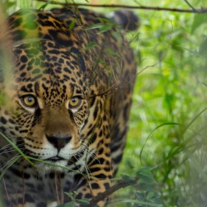 Monumento Natural Yaguareté: la población de la región Selva Paranaense se mantienen estable