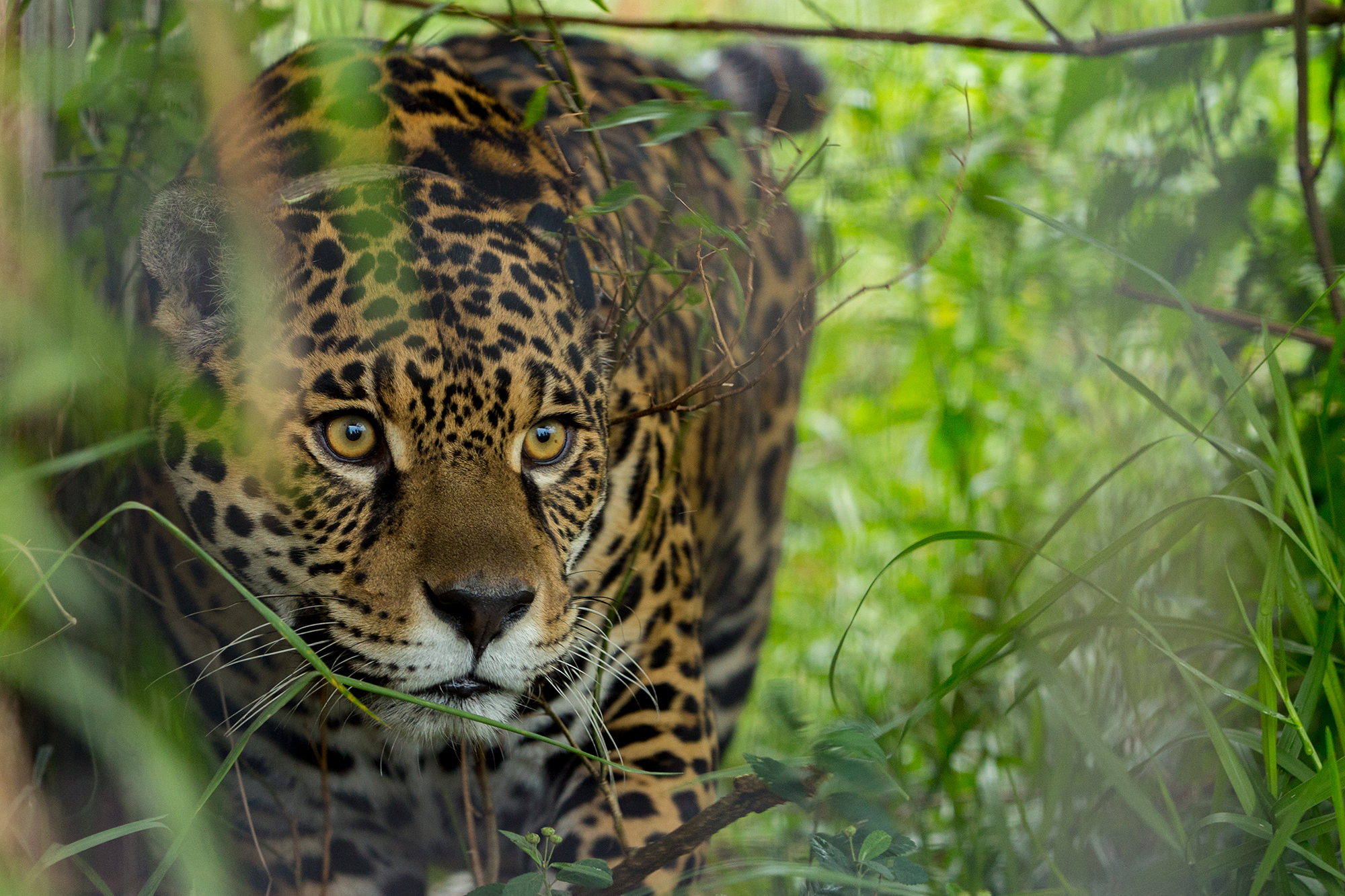 Monumento Natural Yaguareté: la población de la región Selva Paranaense se mantienen estable