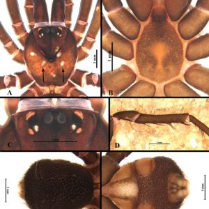 Descubren una nueva especie de araña en el Parque Nacional Copo y la Reserva Natural Formosa