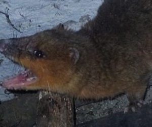 Primer registro de Lutreolina massoia en el Parque Nacional Aconquija, Tucumán, Argentina