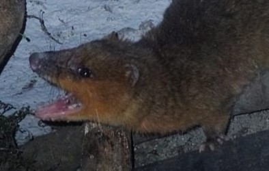 Primer registro de Lutreolina massoia en el Parque Nacional Aconquija, Tucumán, Argentina