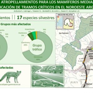 Identifican tramos críticos de atropellamientos de fauna en la RN 34, Jujuy