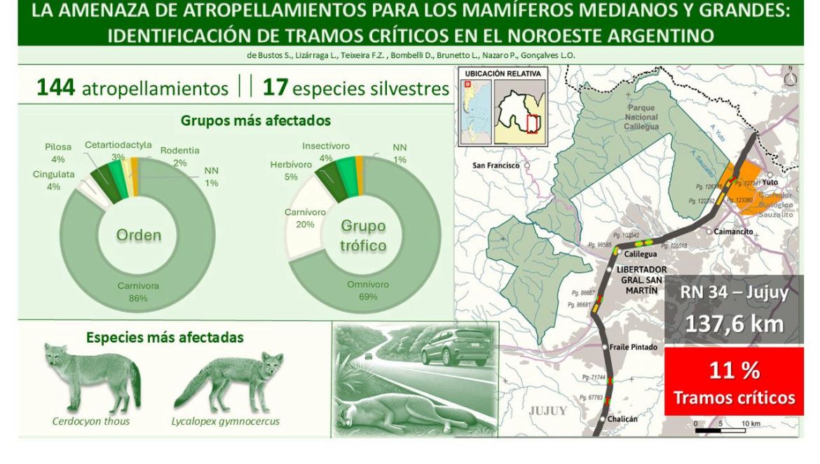 Identifican tramos críticos de atropellamientos de fauna en la RN 34, Jujuy