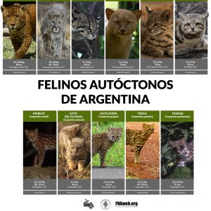 Felinos Autóctonos de Argentina