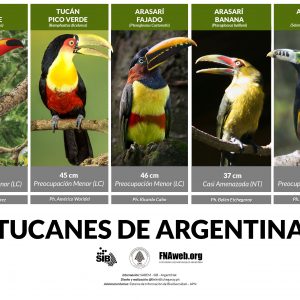 Tucanes autóctonos de Argentina
