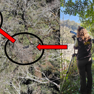 ÁGUILA POMA EN ACONQUIJA: Importantes hallazgos en el Parque Nacional