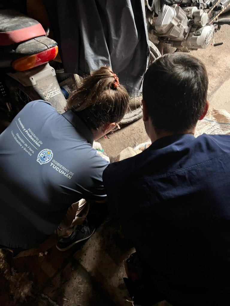 Rescate de cóndor en el Parque Nacopmañ Aconquija