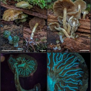 Nuevas especies de hongos descubiertas en áreas protegidas del norte argentino