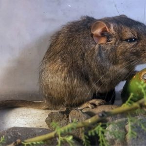 Descubren un nuevo género y especie de roedor endémico en el Parque Nacional Traslasierra