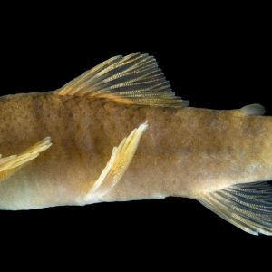 Una nueva especie de pez endémica del noroeste argentino descubierta por especialistas del CONICET