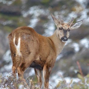 Prueban por primera vez drones con cámaras térmicas para localizar huemules en la Patagonia.